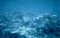 Great Barrier Reef 1.jpg  1024x655  105 KB